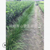 蔥蘭 紅花 白花都有 高度20左右 規格 品種 齊全 蕭山 苗木 直銷