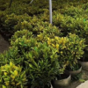 盆栽變?nèi)~木 基地直供彩葉植物灑金榕 多種規(guī)格