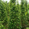 綠籬植物垂榕基地直銷易種植效果快