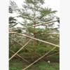 基地直銷大型行道樹小葉欖仁 樓盤遮陰苗木細(xì)葉欖仁
