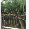 廠家直銷多花喬木紫花風(fēng)鈴木 基地批發(fā)綠化工程樹