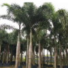 基地直銷棕櫚植物狐尾椰子 抗風(fēng)易種植