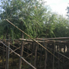 苗圃基地直銷多花紅千層 行道樹易種植串錢柳