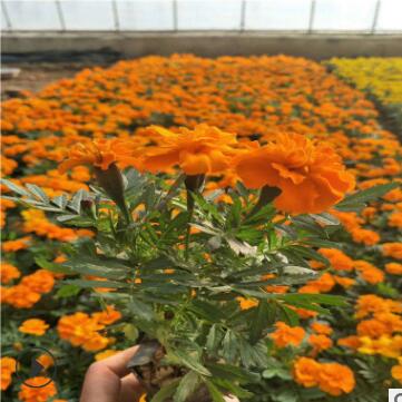 工程公園花海綠化孔雀草種子萬壽菊紅黃草 孔雀草盆栽