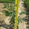 高速公路綠籬植物紅絨球 觀花灌木朱纓花