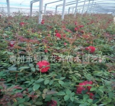 基地批發上盆大花月季 四季紅藤 薔薇庭院綠化