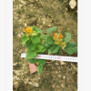 觀花極佳盆栽黃花勒杜鵑 孤植片植皆可黃花三角梅