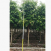 四季常青柳葉榕 例植排植皆可長葉榕