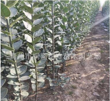 山東北海道綠籬價格 各種規格綠化苗木