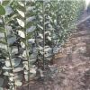 山東北海道綠籬價格 各種規(guī)格綠化苗木