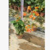 孤植片植皆可橙黃勒杜鵑 觀花極佳橙花三角梅 多花色勒杜鵑