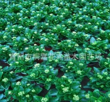 青州基地直銷長壽花盆栽 重瓣多色盆栽花卉大量批發優惠