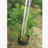 孤植群植均可錦繡杜鵑 觀賞花卉毛杜鵑