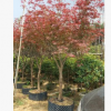 紅楓造型景觀樹 庭院景觀花定做