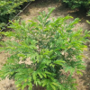 基地直銷紅絨球