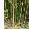 竹子基地供應 羅漢竹
