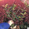 廠家直銷 工程綠化苗 紅葉石楠小苗 庭院種植石楠球 常綠灌木