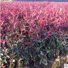 廠家直銷批發紅葉石楠苗 紅葉石楠球150工程綠化苗