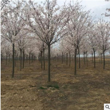 染井吉野櫻花樹基地直銷現貨野櫻花量大櫻花樹南北方種植櫻花樹