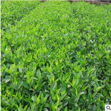 綠化苗木海桐批發 四季常青盆栽 護坡固土籬笆墻植物樹苗氣味芳香