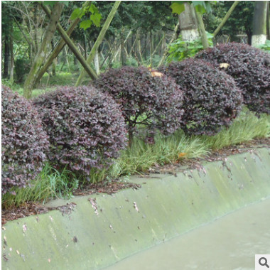 批發紅花繼木球工程綠化苗木紅檵木道路色塊綠籬紅花繼木苗