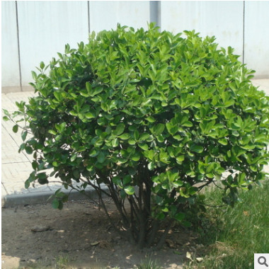 冬青球批發行道護坡綠化花木行道綠籬龜甲冬青球樹苗 大葉黃楊球