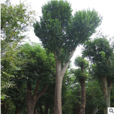 黃連木樹苗批發園林綠化實地苗木色塊綠籬行道點綴黃連木小苗