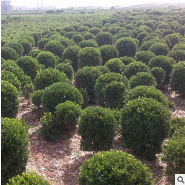 批發大葉黃楊球工程綠化苗木道路美化耐寒綠籬大葉黃楊球 黃楊苗