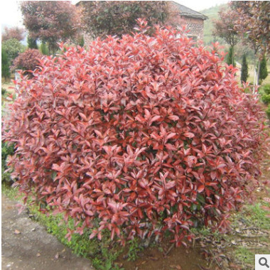 批發紅葉石楠球園林綠化樹木行道綠籬高桿紅葉石楠球樹木大量批發