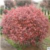 批發紅葉石楠球園林綠化樹木行道綠籬高桿紅葉石楠球樹木大量批發