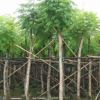 園林綠化 藍花楹