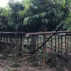 基地供應園林苗木 長葉榕