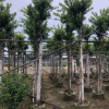 基地供應園林苗木 榕樹 小葉榕