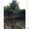 基地供應園林苗木 柳葉榕
