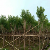 中山苗木基地供應多種規格 宮粉紫荊 袋苗