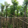 藍花楹 袋苗 市政苗木工程 中山花木基地
