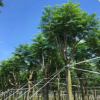 藍(lán)花楹 袋苗 中山苗木基地直銷