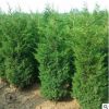 廠家供應綠化小苗蜀檜 規格齊全 價格優惠常綠性護坡綠化蜀檜