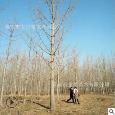 多年生銀杏樹生產廠家 基地大量供應易成活帶土球發貨 批發銀杏樹