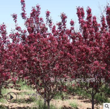 長期出售海棠樹 綠化觀賞植物西府海棠垂枝海棠