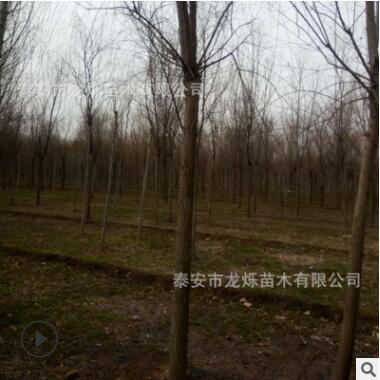 廠家直銷基地規格種植柳樹苗 批量出售 帶土移栽下單現挖垂柳樹苗