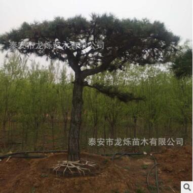 廠家直銷側柏黑松苗 可選易成活黑松樹苗 品種多 規格齊全