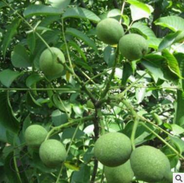 新品種核桃樹薄皮嫁接核桃樹當年結果