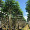 藍(lán)花楹 袋苗 中山苗木基地直銷