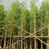 落羽杉 袋苗 中山廣州深圳苗木基地批發(fā) 水杉樹