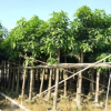 芒果樹 中山苗木基地直銷