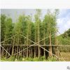落羽杉 多種規(guī)格 水杉 袋苗 中山花木基地直銷