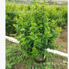 基地批發(fā)大紅花高90-100厘米　扶桑 綠籬植物 2018年苗木報價