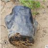 花廠直銷綠植小盆栽 小灌木基地批發胡椒木清香木等小苗帶土發貨