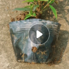 巴西野牡丹是四季開花綠植小盆栽 基地批發紫花野茂丹等多種地被